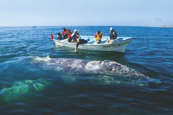 Gray Whale Watching Tour at Lopez Mateos - The Value of the Experience