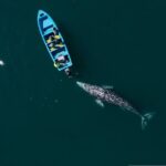 Gray Whales Watching in Magdalena Bay - Why This Tour Offers Real Value