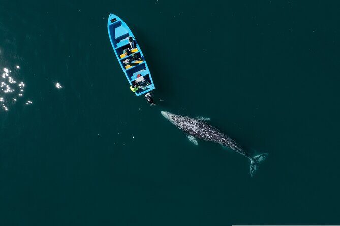Gray Whales Watching in Magdalena Bay - Why This Tour Offers Real Value