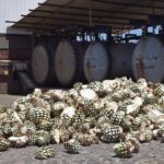 Guided Full Day Tour to Tequila and Cantaritos el Guero - Final Thoughts