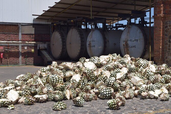 Guided Full Day Tour to Tequila and Cantaritos el Guero - Final Thoughts  