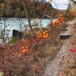 Guided Hike Along the Niagara River Gorge to Power Plant Ruins - What to Expect on the Trail
