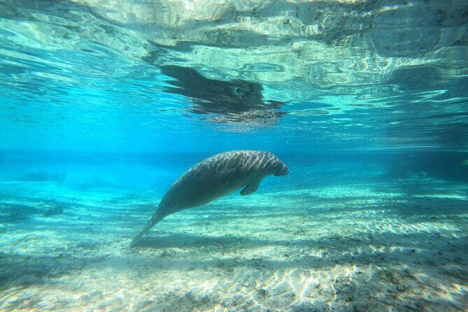 Guided Semi-Private Snorkel Tour (w/ FREE Photos!) - Why This Tour Offers Great Value