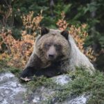 Guided Tour to Banff Highlights & Wildlife With Gondola Admission - Who Should Consider This Tour?