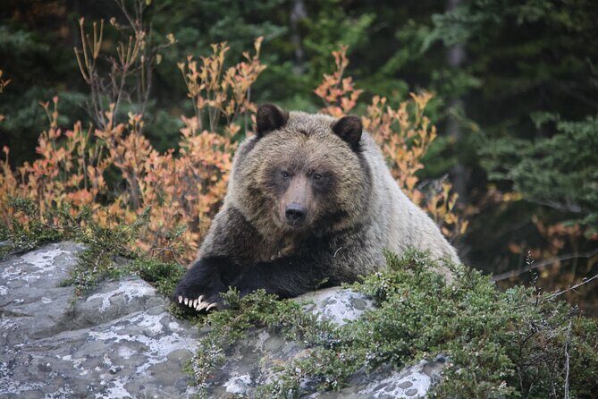Guided Tour to Banff Highlights & Wildlife With Gondola Admission - Who Should Consider This Tour?