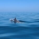 Guided Two hours Jetski Coastal Tour - Experience Breakdown: What to Expect