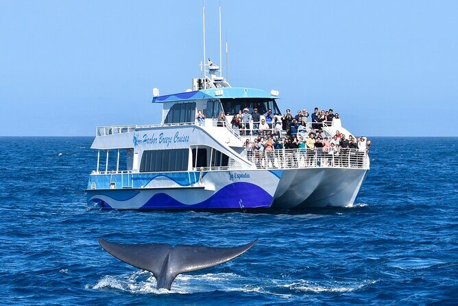 Guided Whale Watching Tour from Long Beach - Who Should Consider This Tour?