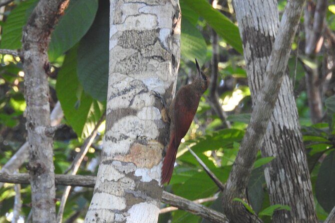 Half-Day Birdwatching Puerto Morelos - The Small-Group Advantage