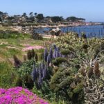 Half Day Monterey Peninsula Sightseeing Tour - Transportation, Comfort, and Group Size