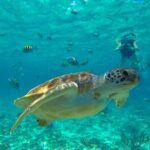 Half-Day Underwater World Tour - Final Thoughts: Is It Worth It?