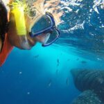 Half Day Whale Shark Tour From Playa del Carmen - Who Should Consider This Tour?