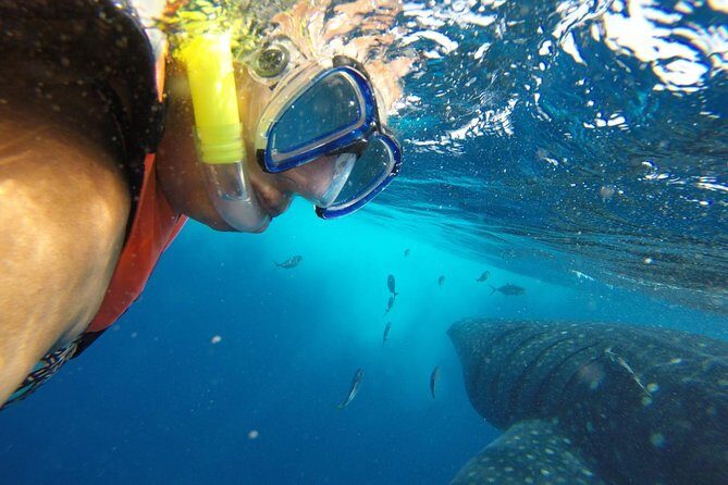 Half Day Whale Shark Tour From Playa del Carmen - Who Should Consider This Tour?