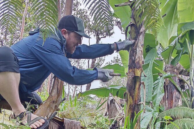 Hawaiian Rainforest Banana Cultivation Experience - Why This Tour Delivers Value
