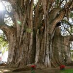 Hierve el Agua, Mitla, Tule, Teotilán and Mezcal factory - Whats Included and Whats Not