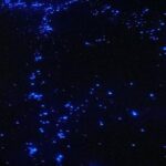 Holbox Guided Bioluminescence Tour with pick up - FAQ