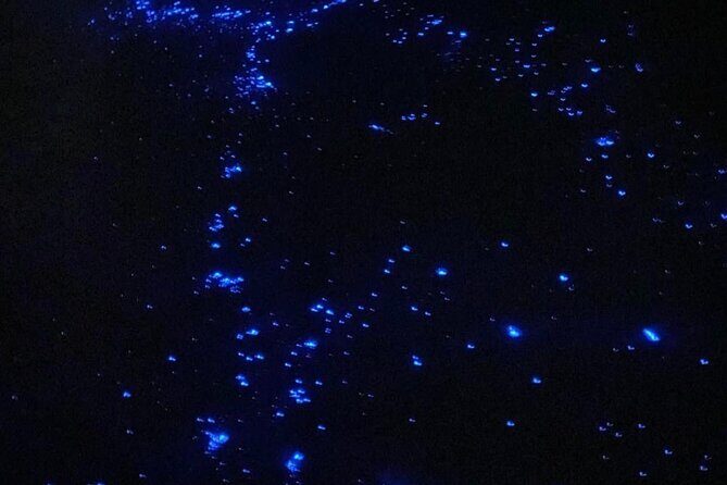 Holbox Guided Bioluminescence Tour with pick up - FAQ