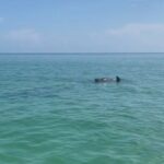 Holbox: Islas Pajaros, Yalahau & Isla de la Pasión with pick up - What to Expect: Practical Details