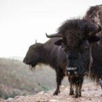 Horseback Ride near the Grand Canyon's West Rim - Lunch and Rest