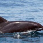 Huatulco Ocean, Bays & Coral Reef Snorkeling Adventures - Final Thoughts