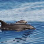 Huatulco Whale & Dolphin Adventures - Listening to the Ocean