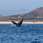 Humpback Whale Watching Private Tour Lead by Marine Biologist - The Sum Up