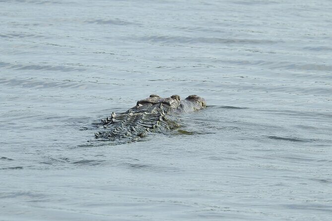 Isla Blanca wildlife expedition private bike & boat tour cancun mexico - Why This Tour Is a Great Choice