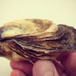 Island Tour with Oyster Tasting & Merroir Experience P.E.I. - Who Will Love This Tour?