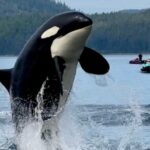 Juneau Jetski & Whale Adventure - What Makes This Tour Stand Out?