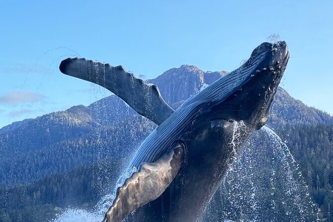 Juneau Top Sight Seeing Group Tour - Authentic Insights from Guests