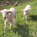 Kauai Private Baby Farm Animal Experience & Micro Dairy Immersion - FAQ