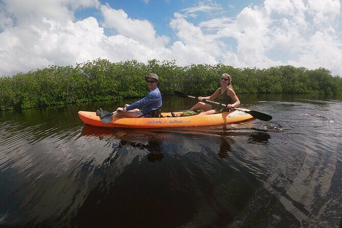 Kayaking in the Mangroves Experience - Final thoughts