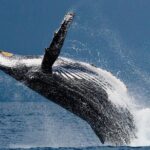 Ketchikan Ultimate Whale Watching, Wildlife, & Wilderness Dining - How the Price Reflects the Experience