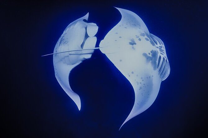 Kona Manta Night Snorkel Adventure: Swim with Majestic Rays - Why This Tour Excels: Highlights & Authentic Details