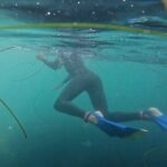 La Jolla Snorkel with the Leopard Sharks - The Value of the Experience