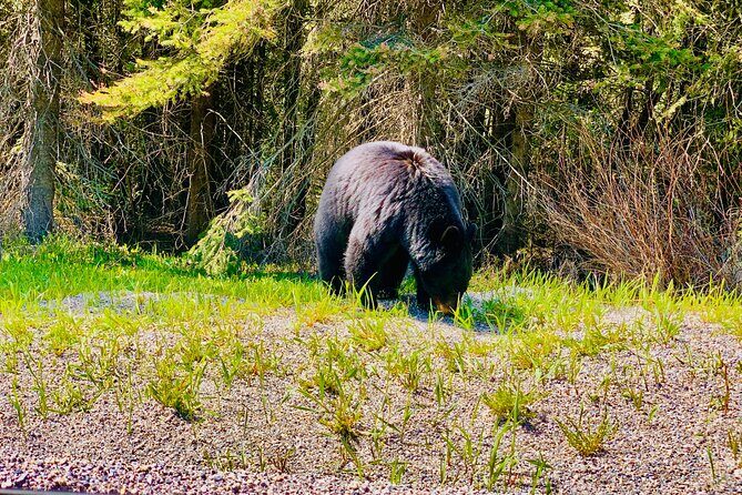 Lake Louise and Moraine Lake Exclusive Evening Private Tour - Why This Tour Is Worth It