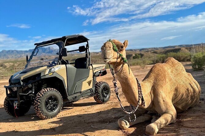 Las Vegas Guided UTV Safari and Zoo Tour - Why It Offers Good Value