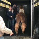 Llama Encounter - The Experience and Guides