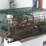 Lobstering Eco Tour - Final Thoughts