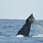 Los Cabos Humpback Whale: 10-Hour Tour 3 Hours of Whale Watching - How Does the Price Stack Up?