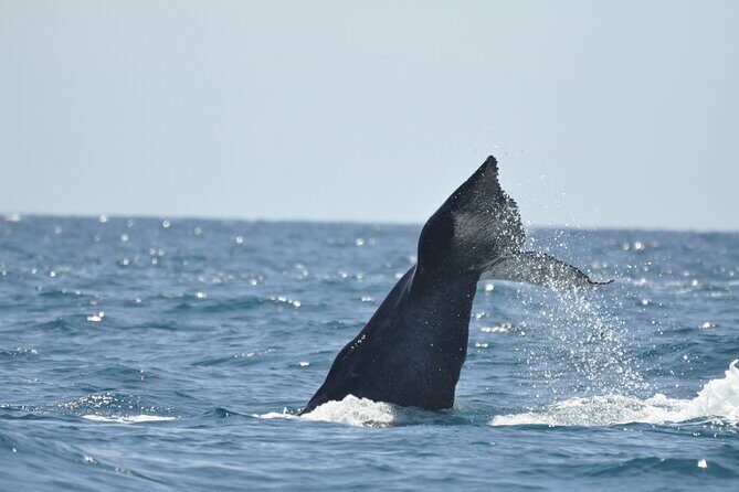 Los Cabos Humpback Whale: 10-Hour Tour 3 Hours of Whale Watching - How Does the Price Stack Up?