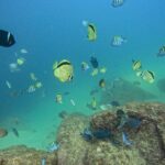 Los Cabos Open Water Diver Course - The Dive Center: Scubaja