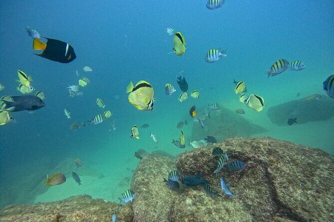 Los Cabos Open Water Diver Course - The Dive Center: Scubaja