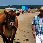 Martha Vineyard Bus Tour - Who Should Consider This Tour?