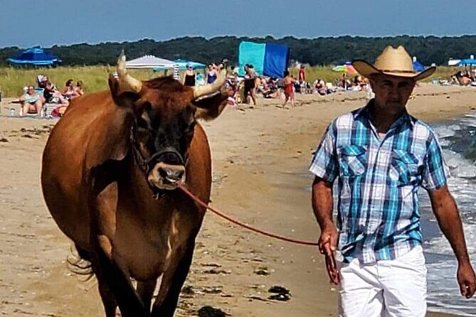 Martha Vineyard Bus Tour - Who Should Consider This Tour?