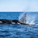 Mobulas and Cetaceans Day Trip - Who Will Love This Tour?