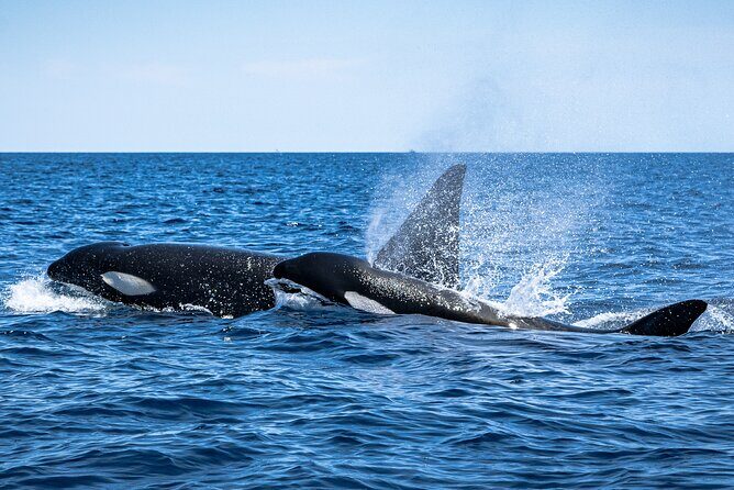 Mobulas and Cetaceans Day Trip - Who Will Love This Tour?
