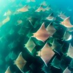 Mobulas Safari and Wildlife in La Ventana with a Marine Biologist - Price and Value