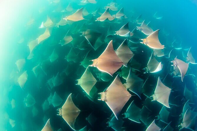 Mobulas Safari and Wildlife in La Ventana with a Marine Biologist - Price and Value