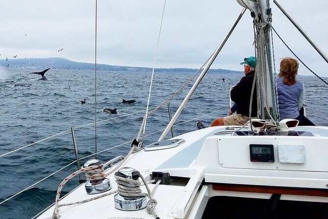 Monterey Private 3 - 4 Hour Whale Watching Cruise - Who This Tour Is Best For