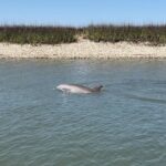Morris Island Dolphin Cruise and Shelling Trip - FAQs About the Morris Island Dolphin Cruise and Shelling Trip